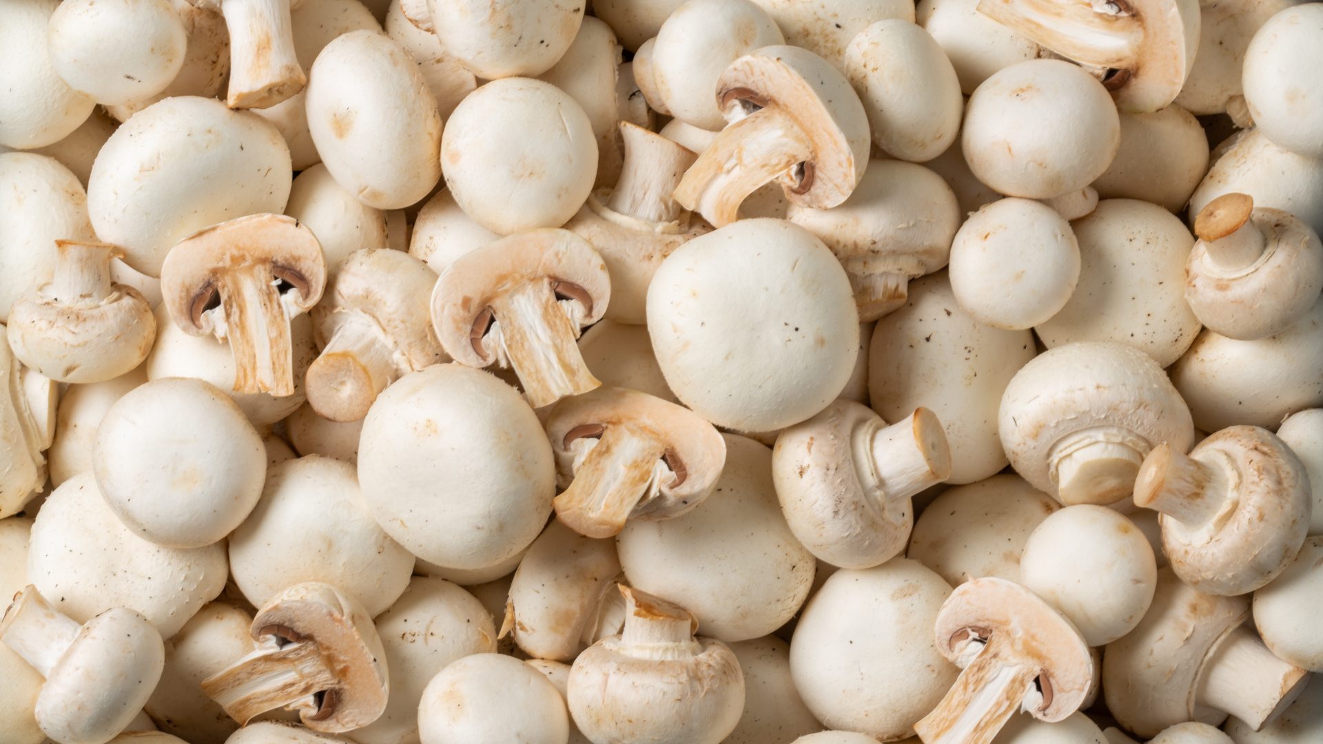 Les bienfaits des champignons médicinaux